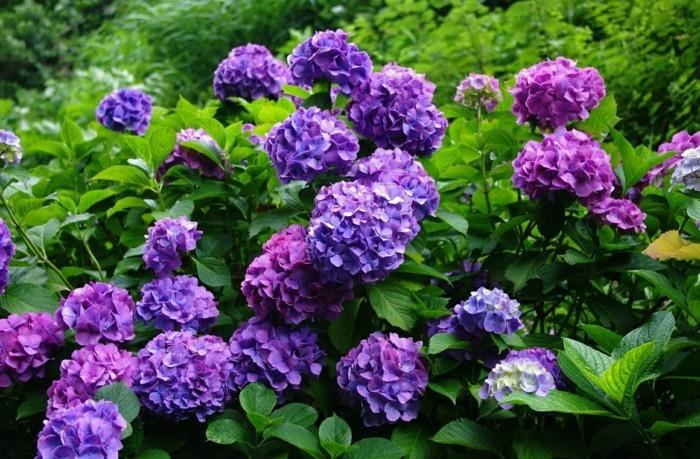 puutarhakasvit hortensiat violetin sävyissä