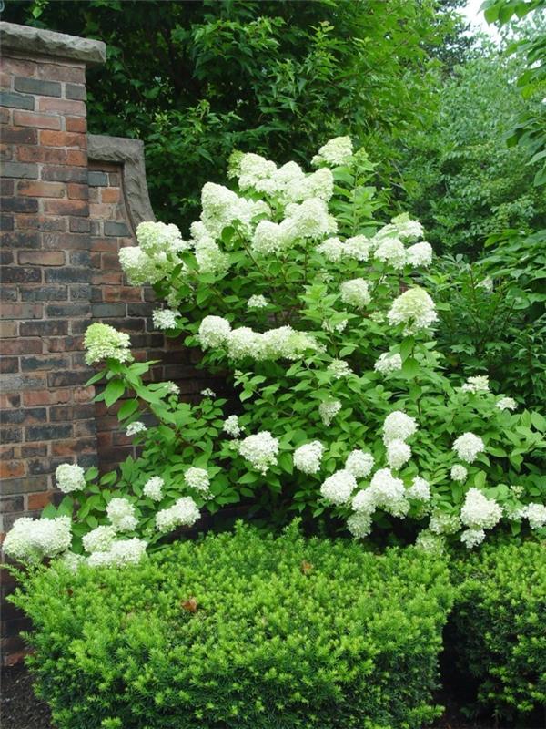 puutarhan kasvit hortensia valkoisena kaunistaa ulkopinta