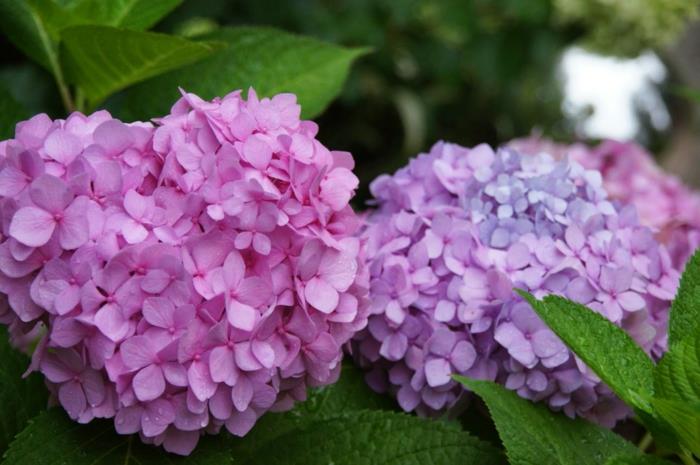 puutarhakasvit hydrangea hoito leikkaus kastelu vinkkejä