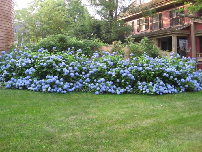 puutarhakasvit hydrangea hoito vinkkejä deco ideoita puutarha