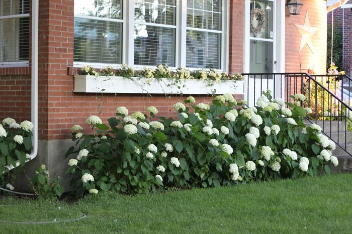 puutarhakasvit hortensia valkoinen etupuutarha suunnittelu deco ideoita tiili julkisivu