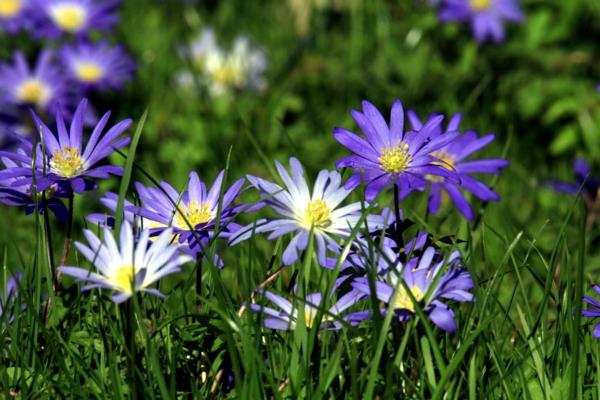 ostaa puutarhakasveja anemone blanda blue niitty ruoho
