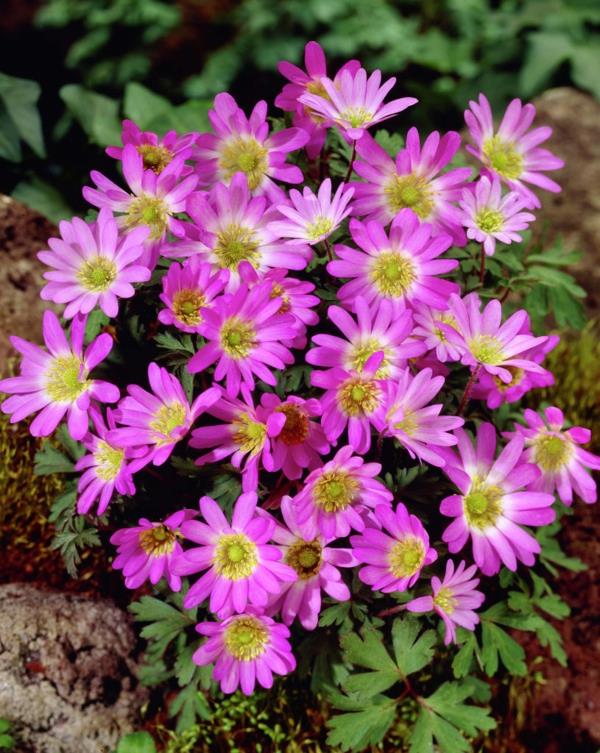 ostaa puutarhakasveja anemone blanda pink