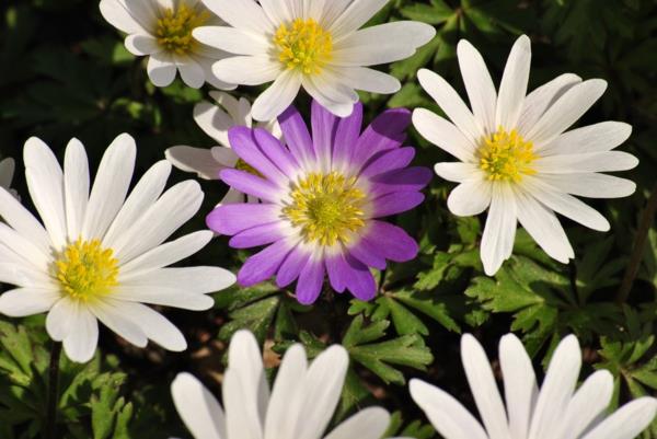 ostaa puutarhakasveja anemone blanda white purple