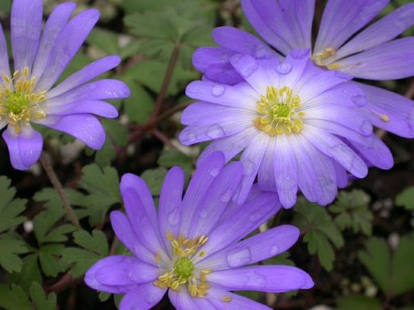 ostaa puutarhakasveja anemone blanda herkkiä kukkia