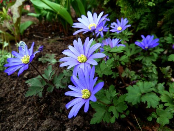 ostaa puutarhakasveja sininen anemone blanda