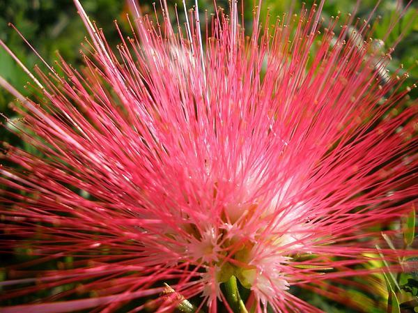 ostaa puutarhakasveja mimosa pudica red