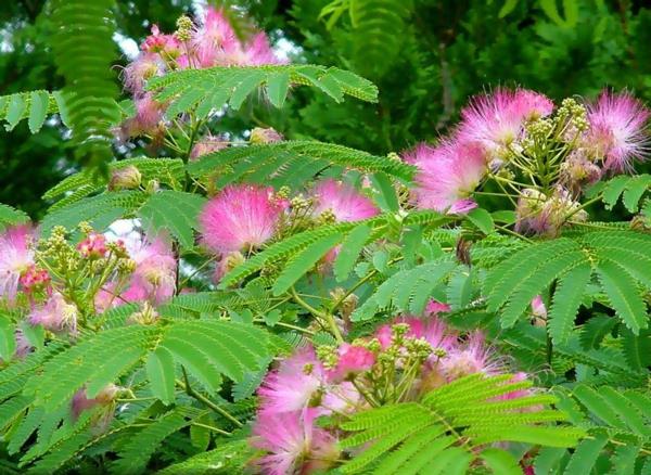 ostaa puutarhakasveja mimosa tree