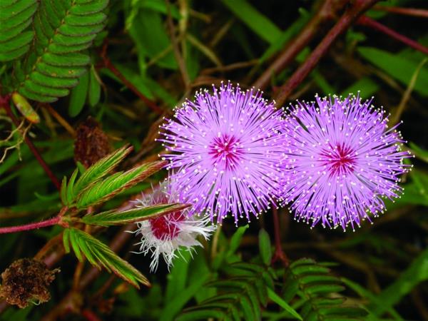 puutarhakasvit ostavat mimosa -purppuraa