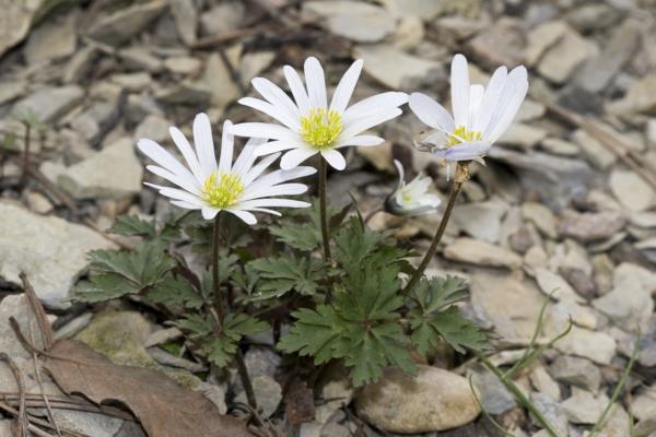 puutarhakasvit ostavat valkoista anemone blandaa