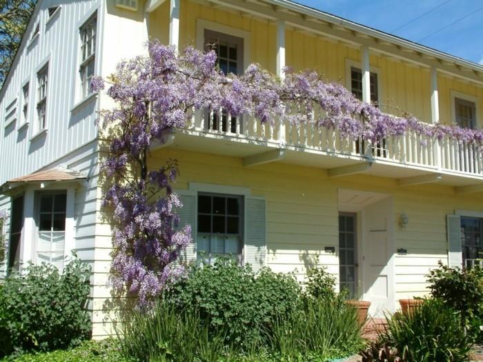 puutarhakasvit kiipeilykasveilla koristavat wisterie