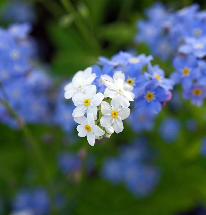 puutarhakasvit unohtamaton Myosotis sylvatica -viljelypuutarha