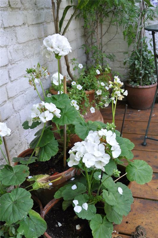 puutarhakasvit valkoinen geranium puutarhan suunnittelu
