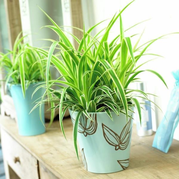 puutarhakasvit sisäkasvit Chlorophytum comosum kukkaruukku