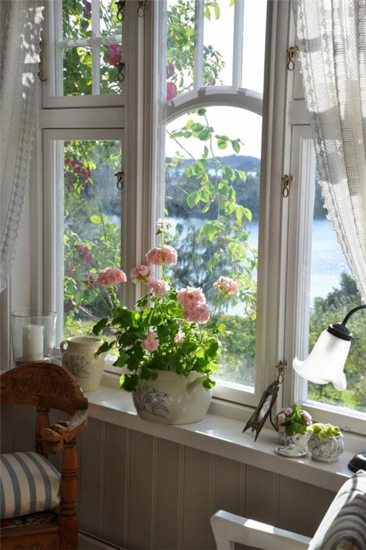 puutarhakasvit huonekasvit pelargonium vaaleanpunainen ikkunalauta