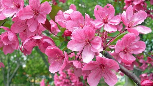 puutarhanhoito kukkiva puu vaaleanpunainen
