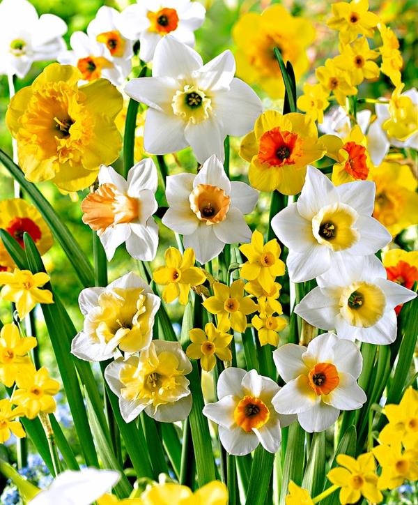 puutarhanhoito keltaiset narsissit kevät