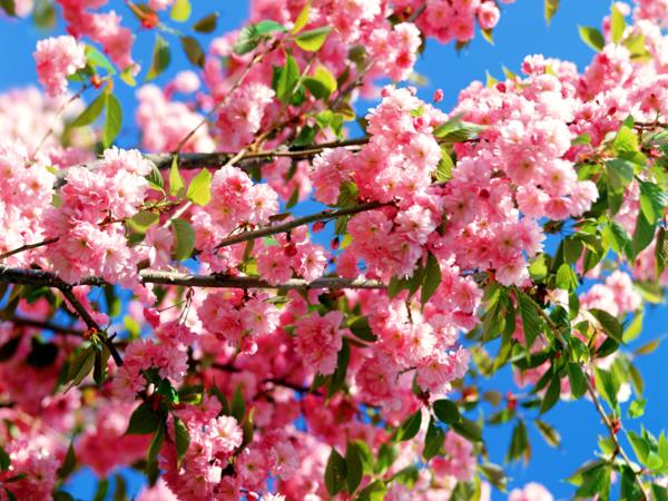 puutarhanhoito kirsikankukat vaaleanpunaisia