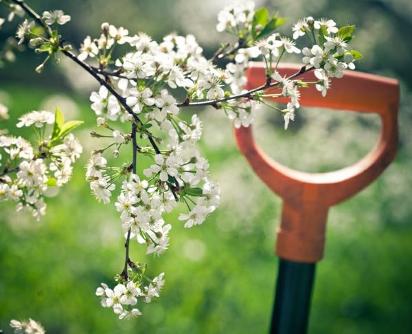 puutarhanhoito luumu valkoiset kukat puu