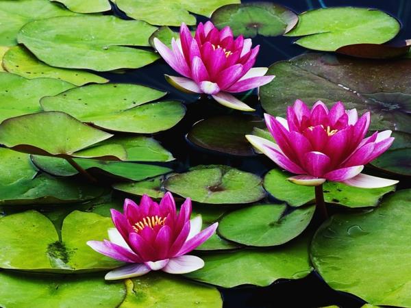 puutarhalampi rakentaa mini vesililjoja lotus