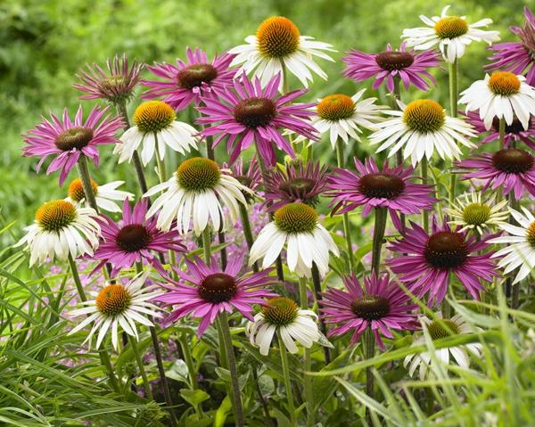 Echinacea sekoitettuna