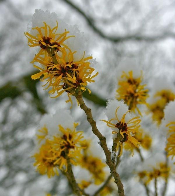 puutarhanhoitovinkkejä tammikuu hamamelis noidanpähkinä