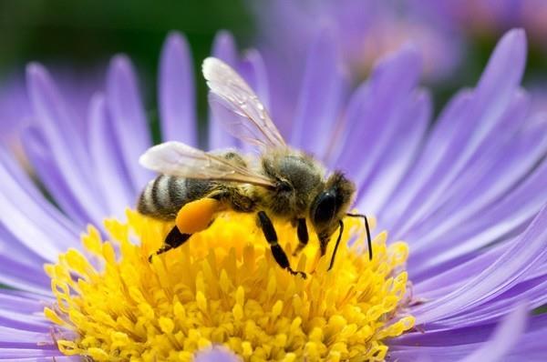 puutarha trendit 2019 mehiläisystävällinen puutarha