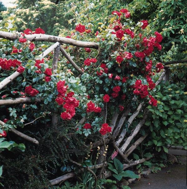 Puutarha -aita ja puutarharajat ideoita vanha puuidea punaiset ruusut