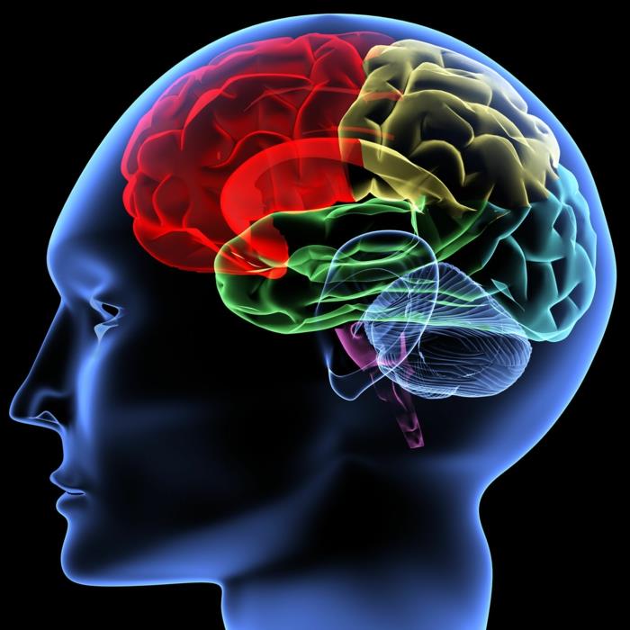 muistiharjoitukset aivojen salaisuudet kehittävät muistia