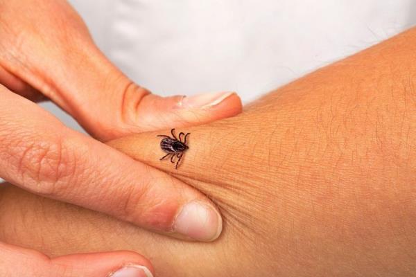 tunnistaa punkkien puremisen vaaran