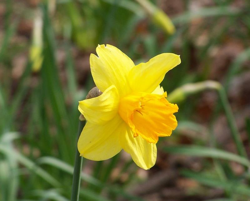 keltaiset narsissit Narcissus pseudonarcissus kauniita kevään kukkia kuvia