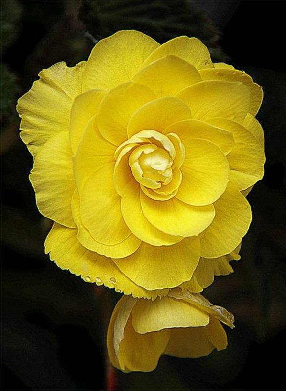 keltainen begonia kukka puutarhakasvi