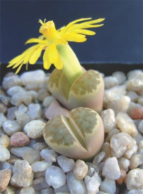 keltainen kukka meheviä eläviä kiviä