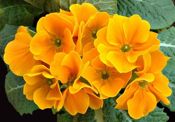 keltaiset esikot kauniita kukkia puutarhakasveja