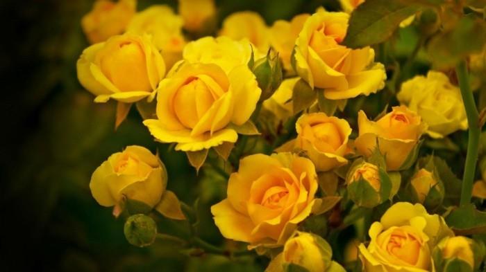 keltaisia ​​ruusun kukkia