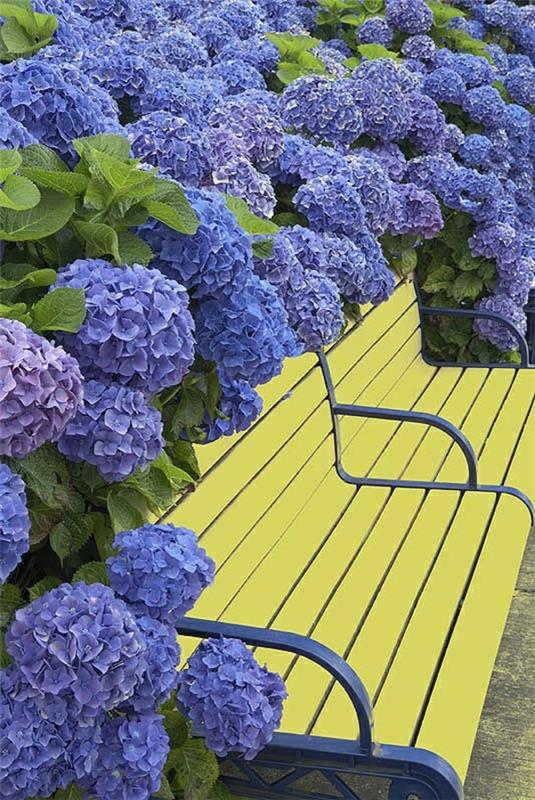 puutarhan suunnitteluideoita kuvia keltainen penkki violetti sininen hydrangea