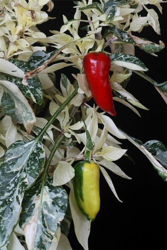 vihannekset konservatorio rakentaa luomutuotteita paprika