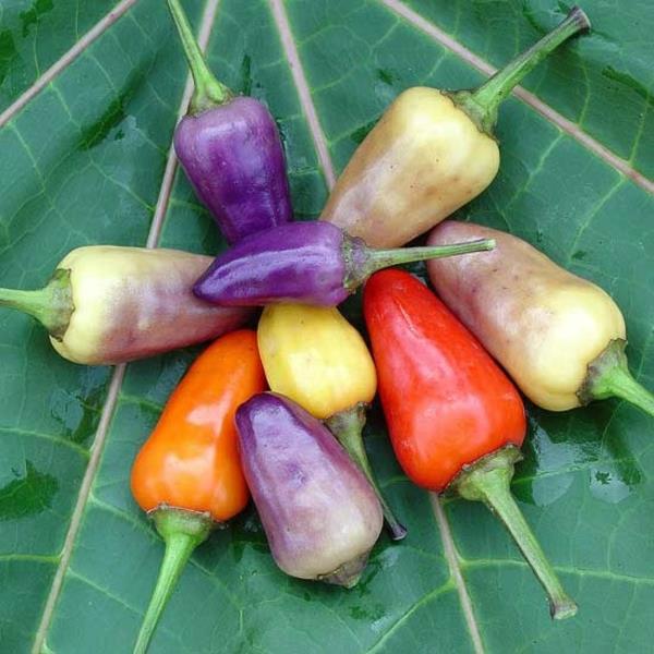 vihannekset talvipuutarhan suunnittelu luomutuotteet paprika