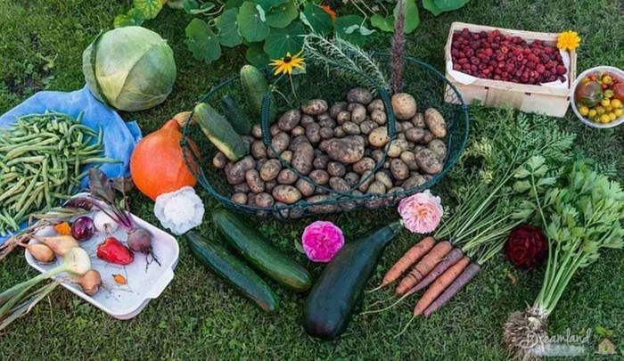 vihannespuutarha luo onnellisen sadon parvekeideoita puutarhan suunnittelu sato onnellinen