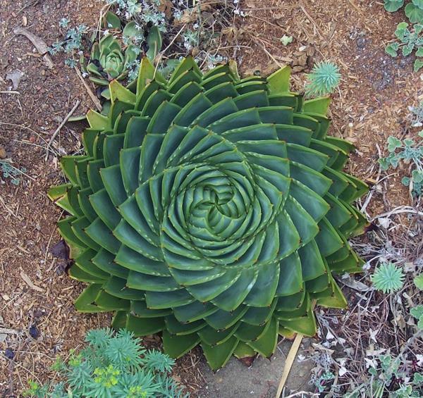 luonnolliset muodot aloe polyphylla