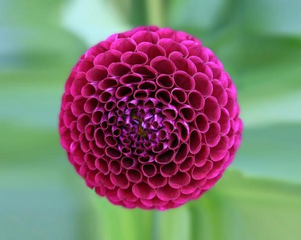 geometriset muodot dahlia kukka violetti