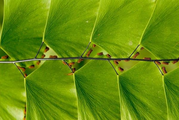 geometriset muodot ginkgo -puun lehdet