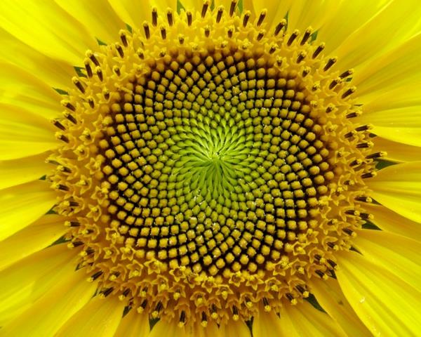 geometriset muodot auringonkukka