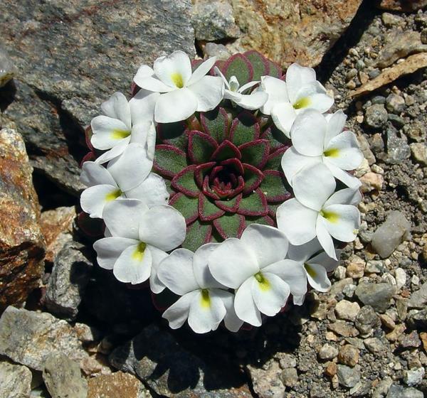 geometriset muodot viola sacculus violetit