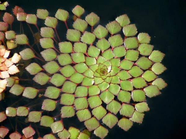 geometriset muodot vesikasvi ludwigia sedioides Sedum samanlainen Ludwigie