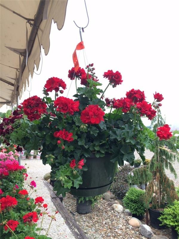 pelargoniat roikkuvina kukina vangitsevat silmän