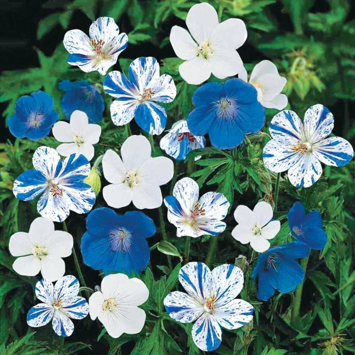 kurjenpolvi epätavalliset kukat sininen valkoinen