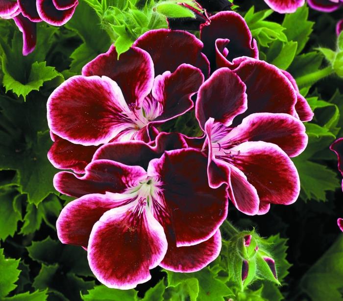geraniums epätavallinen väritys kaunis puutarhan koristelu