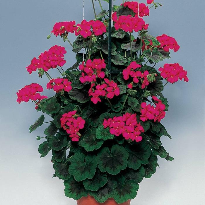 geraniums kukkaruukku puutarhakasvit kaunis deco