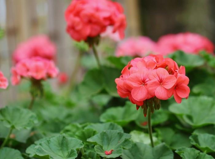 pelargonioita tuoreita sisustusideoita puutarhaan kesällä